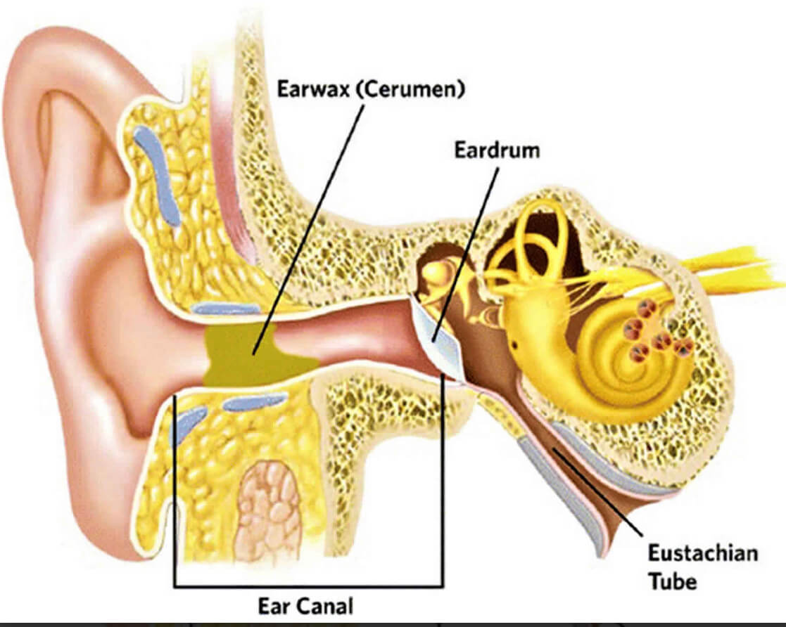 Cerumen (earwax)